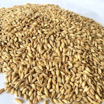 Imported Barley Malt
