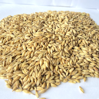 Indian Barley Malt